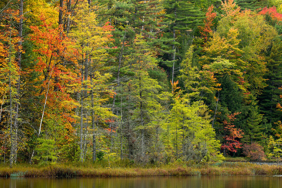 Fall colors on shoreline of Irwin Lake, Hiawatha National Forest, Alger County, Upper Peninsula of Michigan.