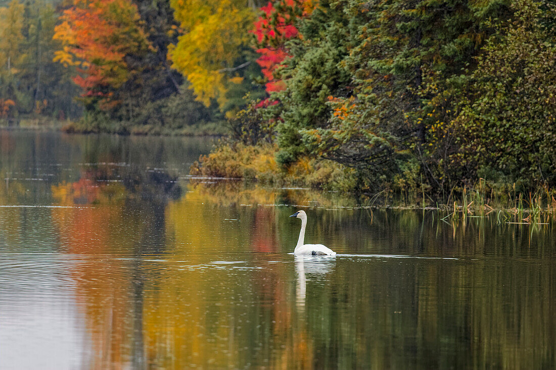 Herbstfarben und Trompeterschwan, Council Lake, Hiawatha National Forest, Obere Halbinsel von Michigan.