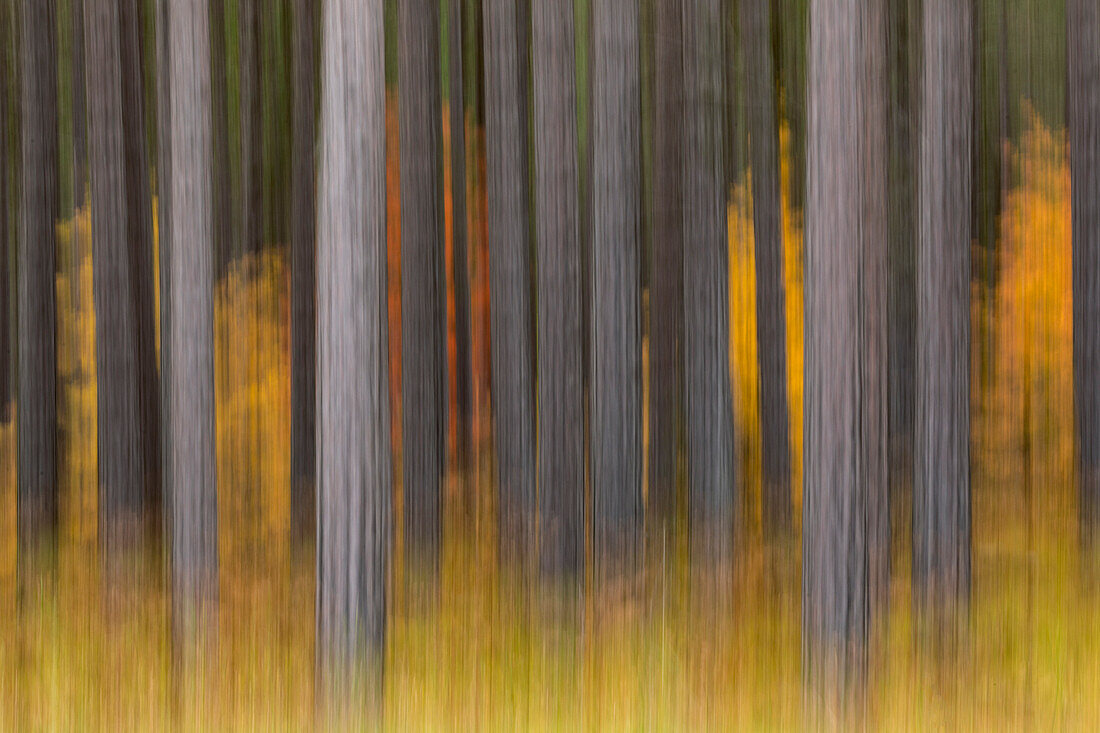 Abstrakte verschwommene Baumstämme und Herbstlaub, Hiawatha National Forest, Upper Peninsula, Michigan