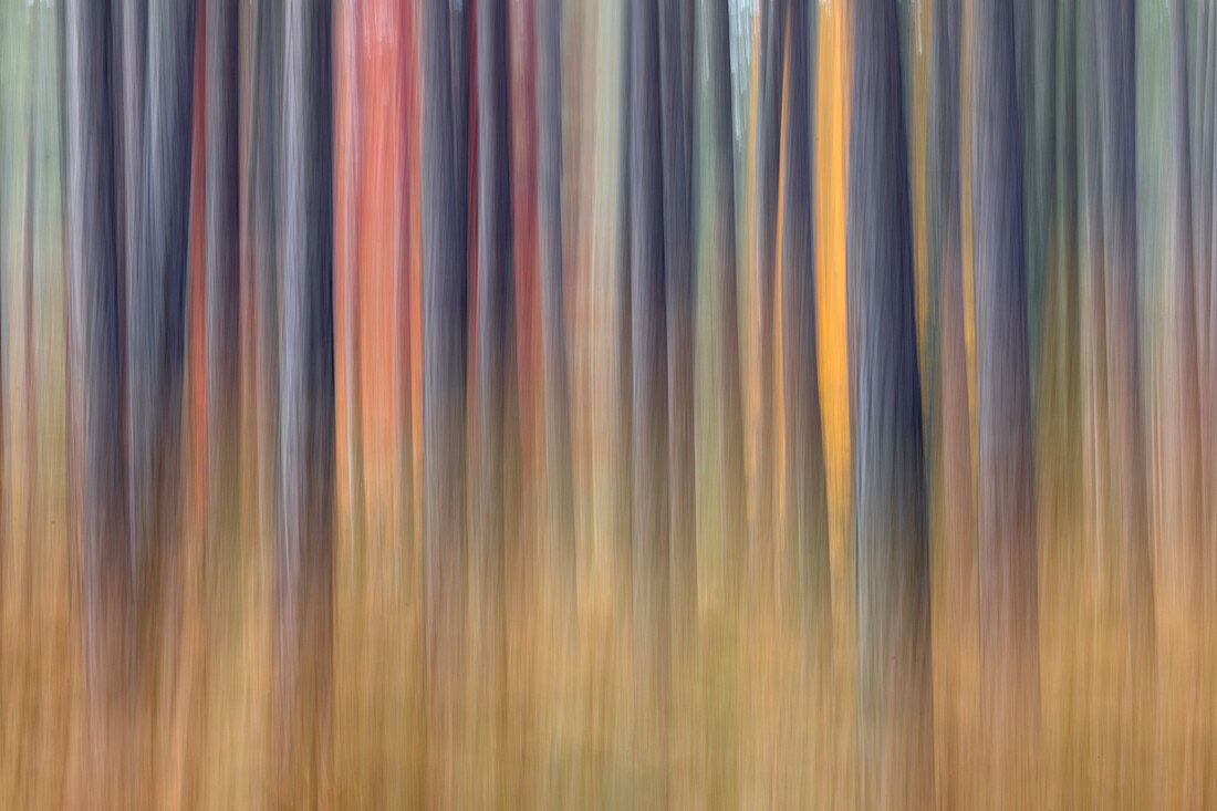 Abstrakt verschwommene Baumstämme und Herbstlaub, Hiawatha National Forest, Upper Peninsula, Michigan