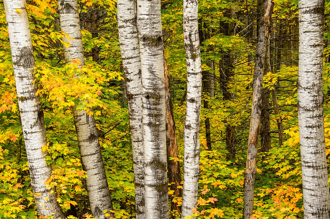 USA, Michigan, Upper Peninsula, Herbstfarben