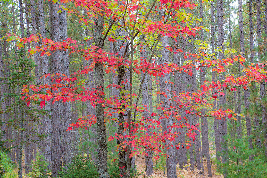 Ahorn im Herbst, Hiawatha National Forest, bei Munising, Michigan