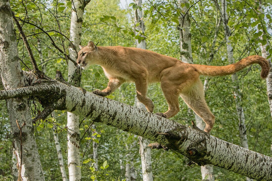 Ausgewachsener Berglöwe im Baum, Puma concolor (Kontrollierte Situation) Minnesota