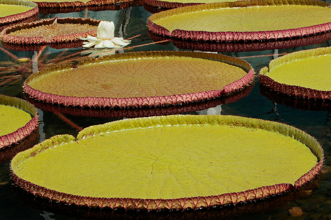 Riesige Amazonas-Seerosen, Como Park Zoo and Conservatory, Minneapolis, Minnesota