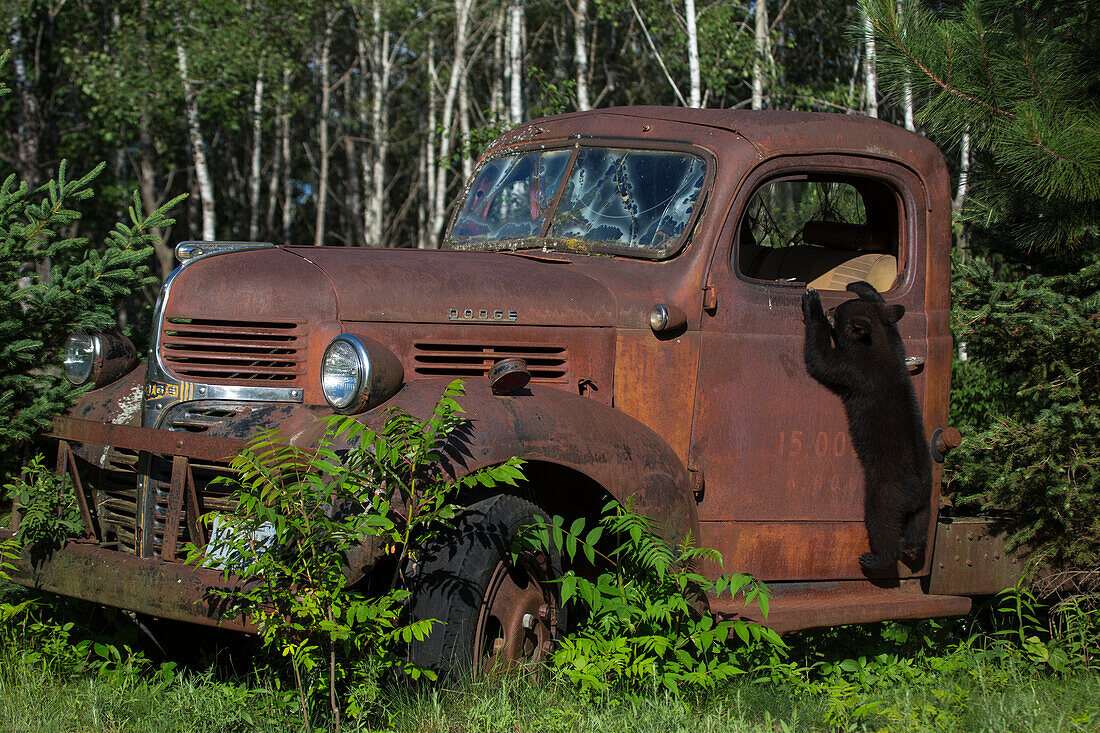 USA, Minnesota, Sandstone, Bear Cub and Old Truck