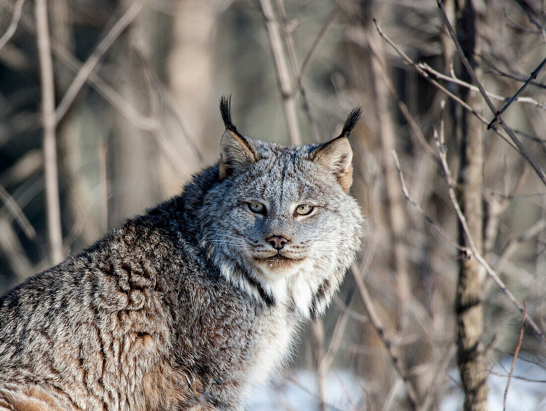 USA, Minnesota, Sandstone. Lynx in the woods