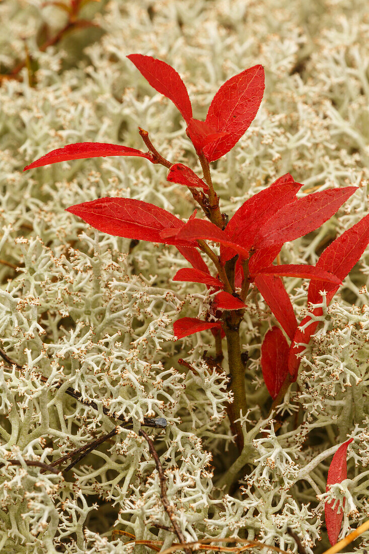 Blueberry foliage among Reindeer Moss, Cladonia rangiferina, Pictured Rocks National Lakeshore, Upper Peninsula of Michigan.