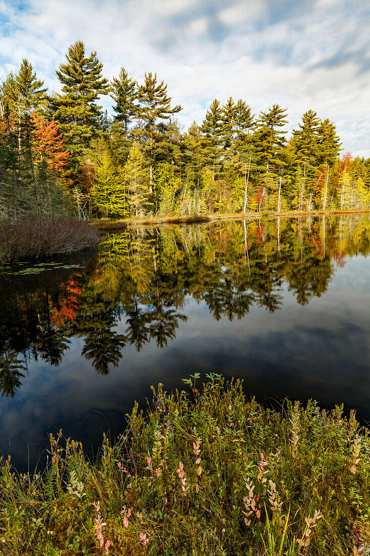 Irwin Lake and bog, Hiawatha National Forest, Upper Peninsula of Michigan.