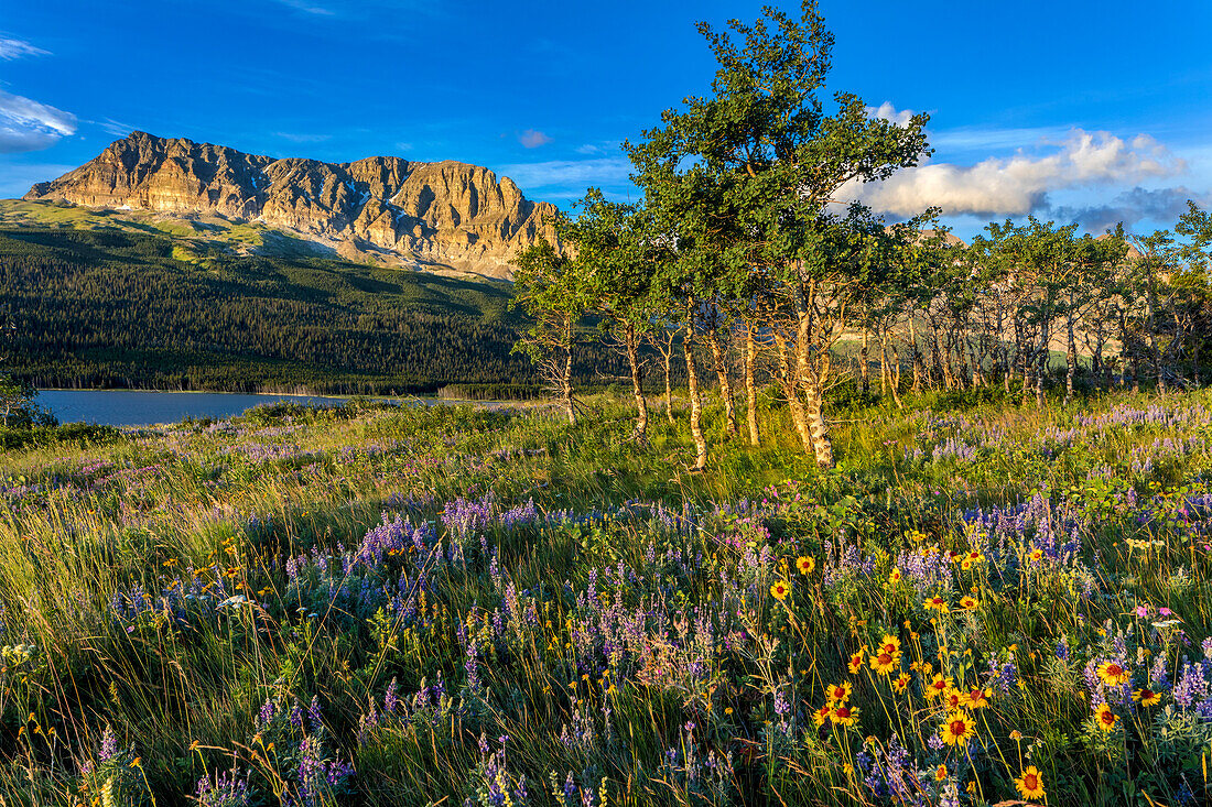 Prairie wildflowers in meadow in Glacier National Park, Montana, USA (Large format sizes available)