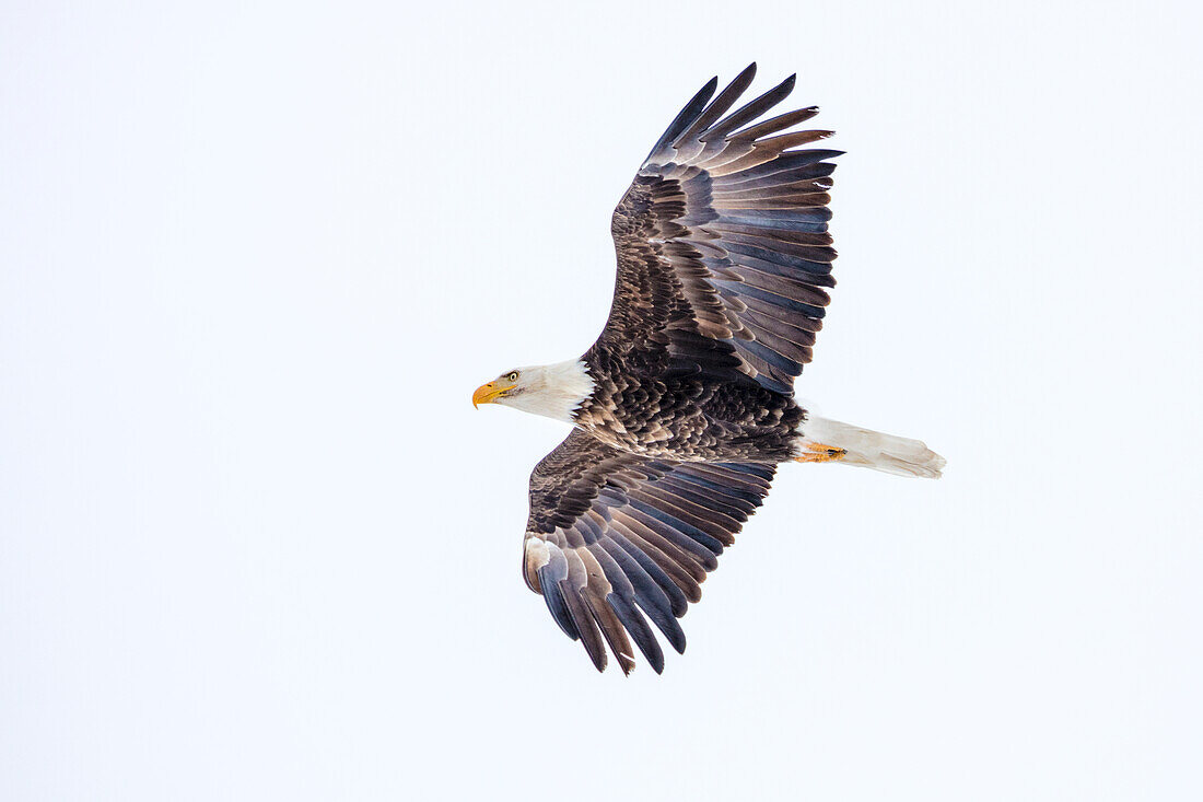 Mature bald eagle in flight at Ninepipe WMA near Ronan, Montana, USA