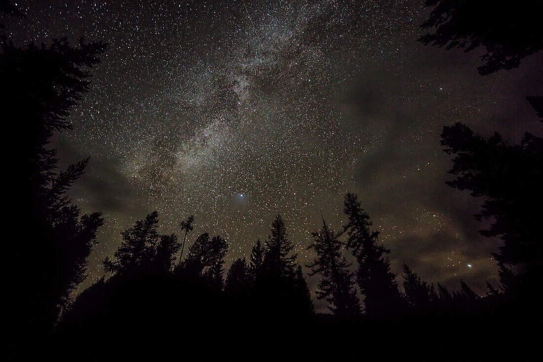 Sky full of stars in the forest in Glacier National Park, Montana, USA