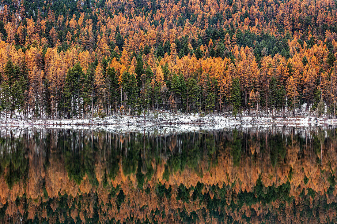 Late autumn larch reflects into Salmon Lake in the Lolo National Forest, Montana, USA