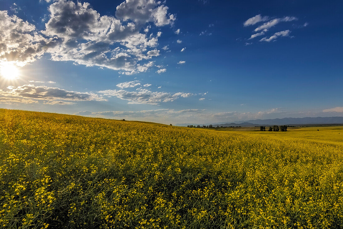 Blühender Raps im Flathead Valley, Montana, USA