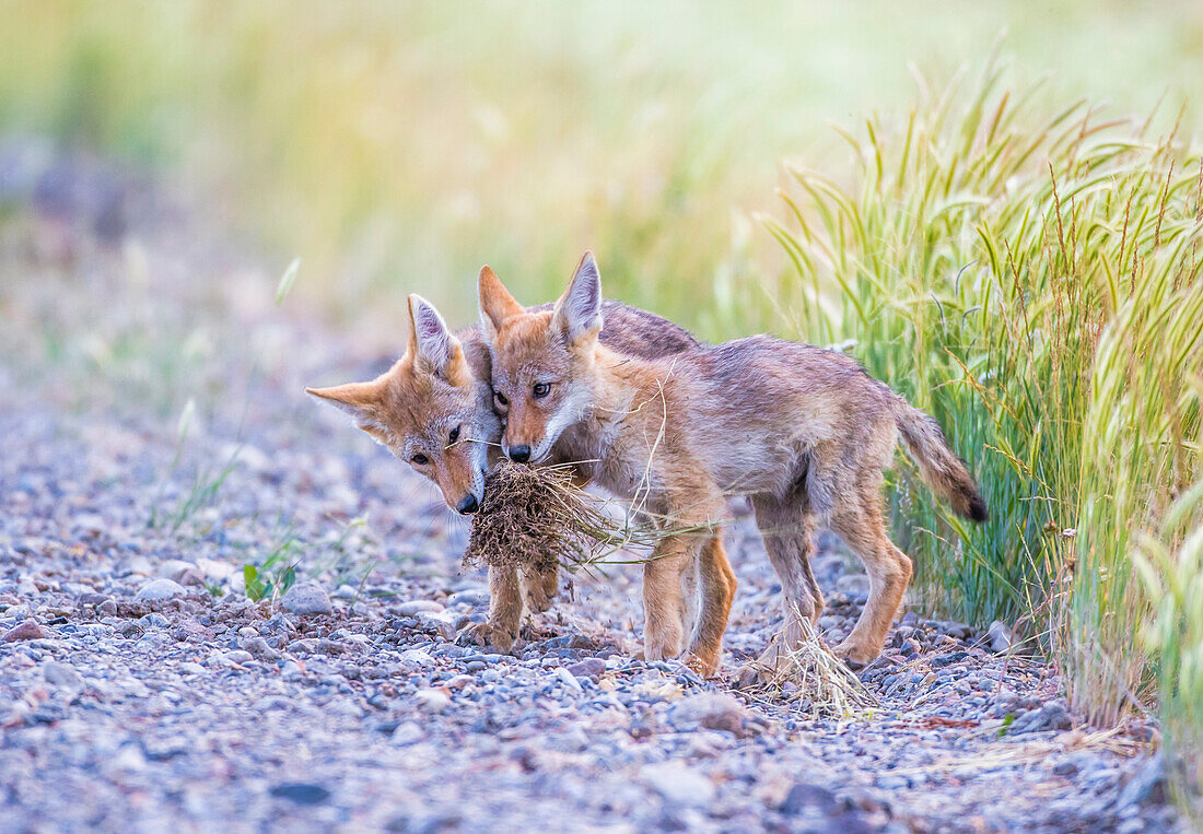 Usa, Montana, Red Rock Lakes National Wildlife Refuge, two coyote pups play with a clump of grass.