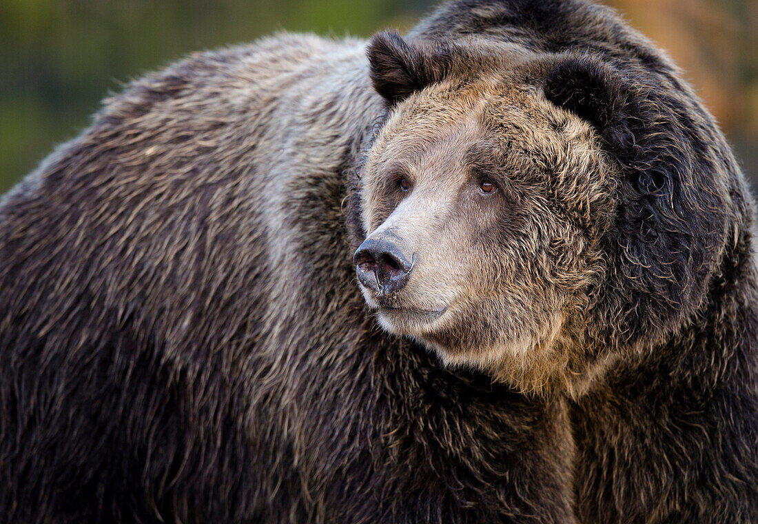 Brown Bear, Grizzly, Ursus arctos, West Yellowstone, Montana