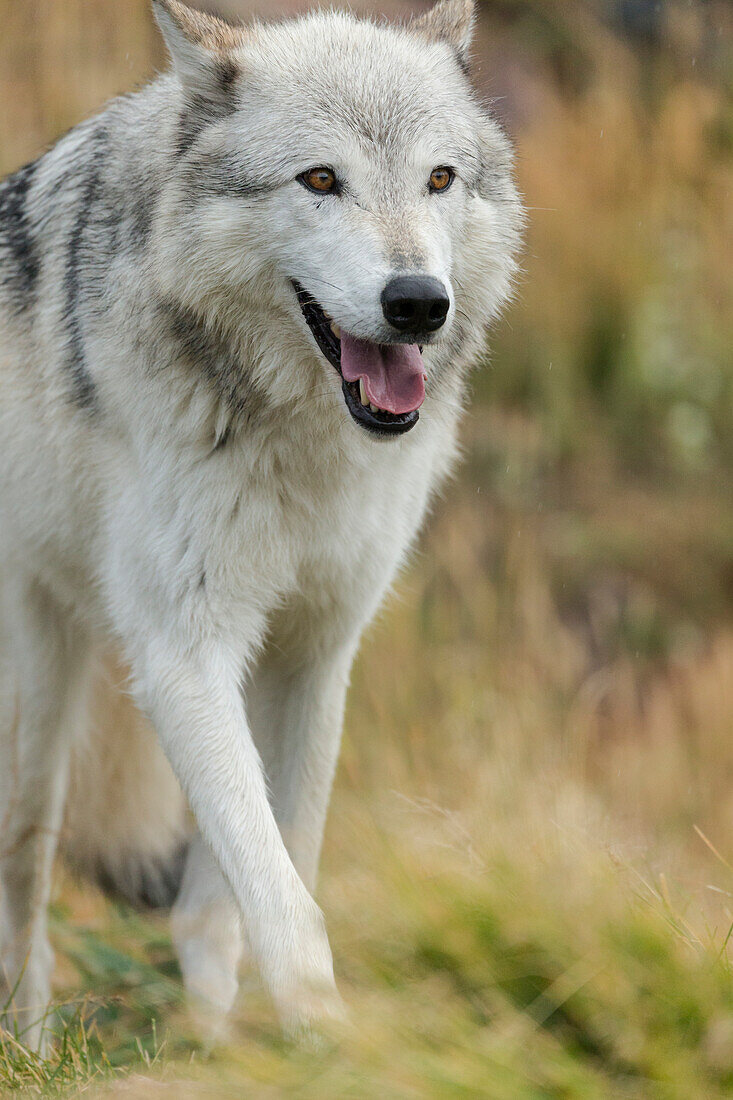 Gray Wolf running in a fall drizzle, Canis lupus, West Yellowstone, Montana