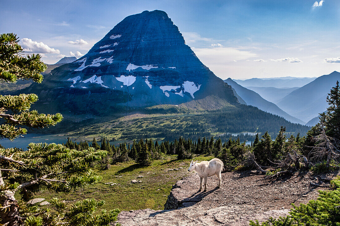 Mountain Goat in front of Bearhat Mountain and Hidden Lake. Glacier National Park, Montana, USA.