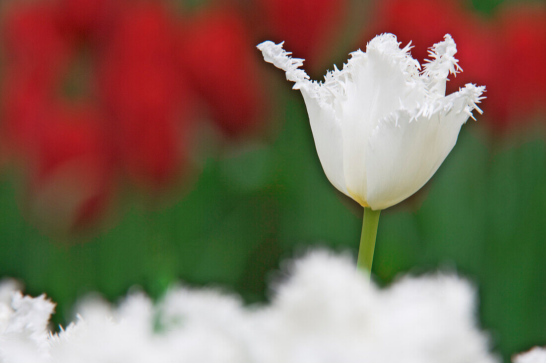 USA, Nevada, Las Vegas. Weißgesäumte Tulpen im Garten