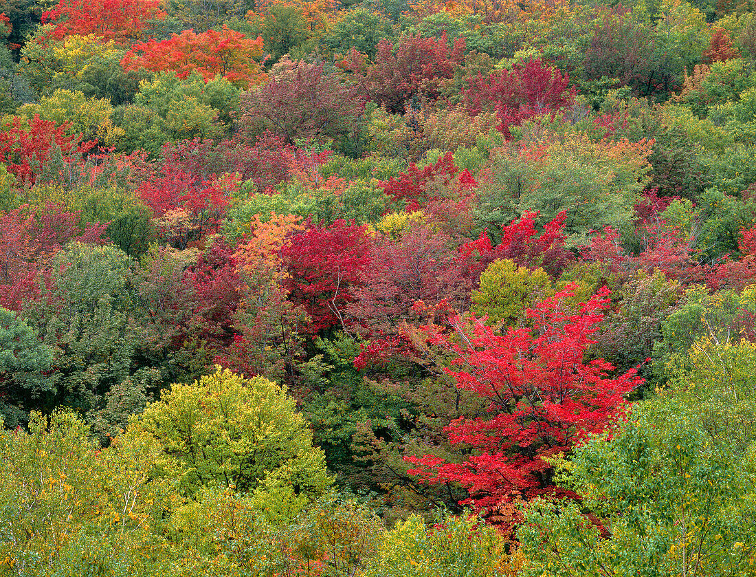 USA, New Hampshire, White Mountain National Forest, Fall colored northern hardwood forest above the Peabody River. (Large format sizes available)