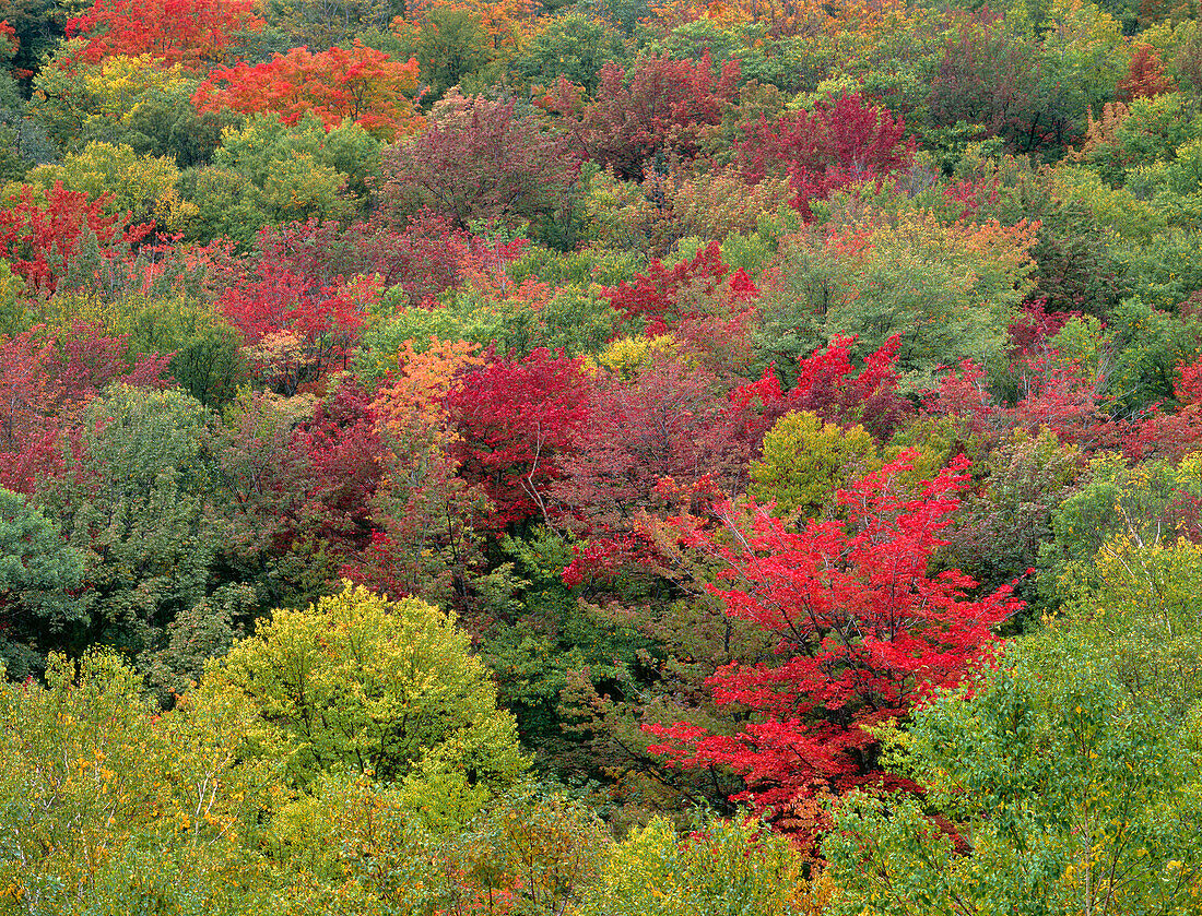 USA, New Hampshire, White Mountain National Forest, Herbstfärbung der nördlichen Laubwälder oberhalb des Peabody River. (Großformatige Bilder verfügbar)