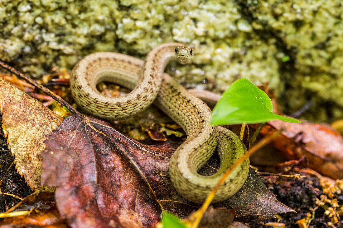 Brown snake, Storeria dekayi dekayi. Barrington, New Hampshire.
