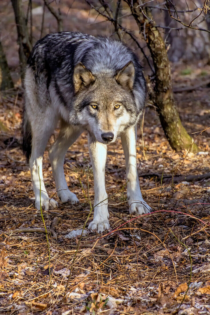 USA, New Jersey, Columbia, Lakota Wolf Preserve. Nahaufnahme eines Wolfs