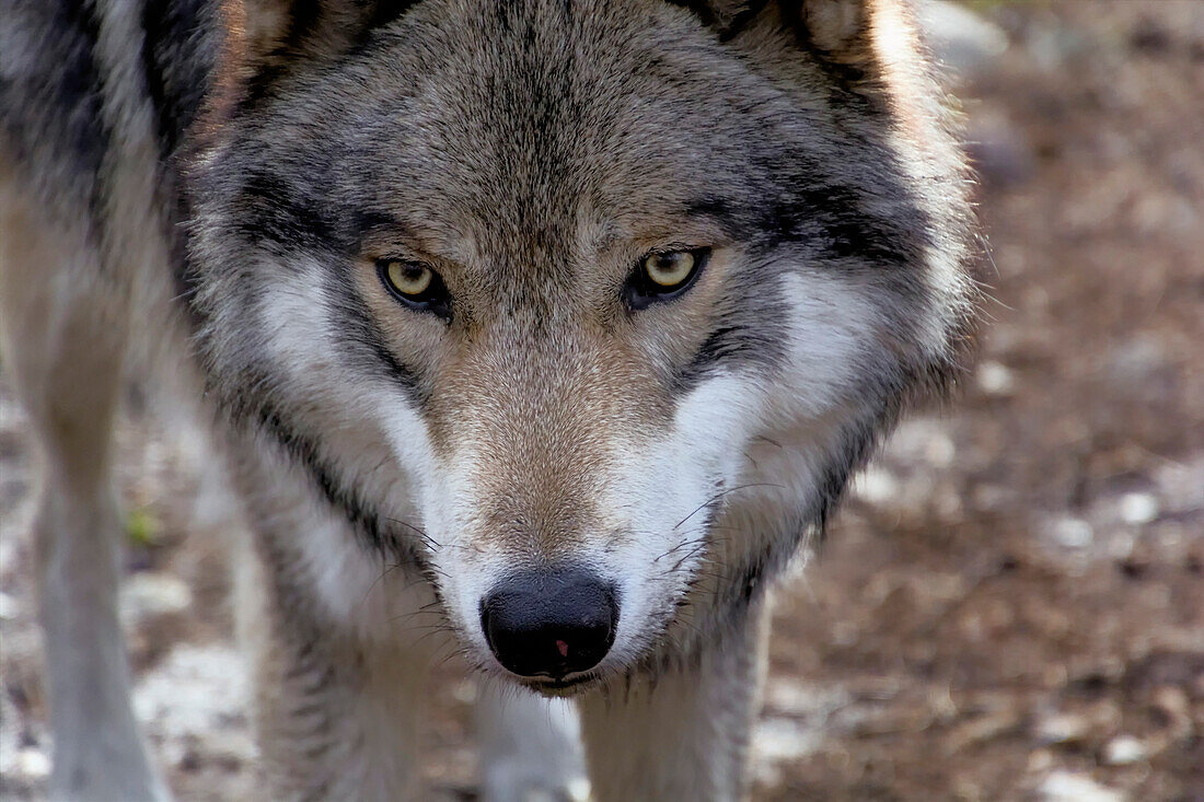 USA, New Jersey, Columbia, Lakota Wolf Preserve. Nahaufnahme des Kopfes eines Waldwolfs