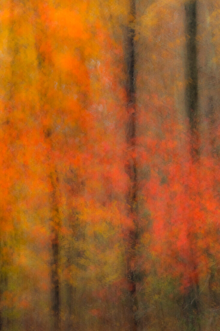 USA, New Jersey, Belleplain State Forest. Abstract of forest in autumn