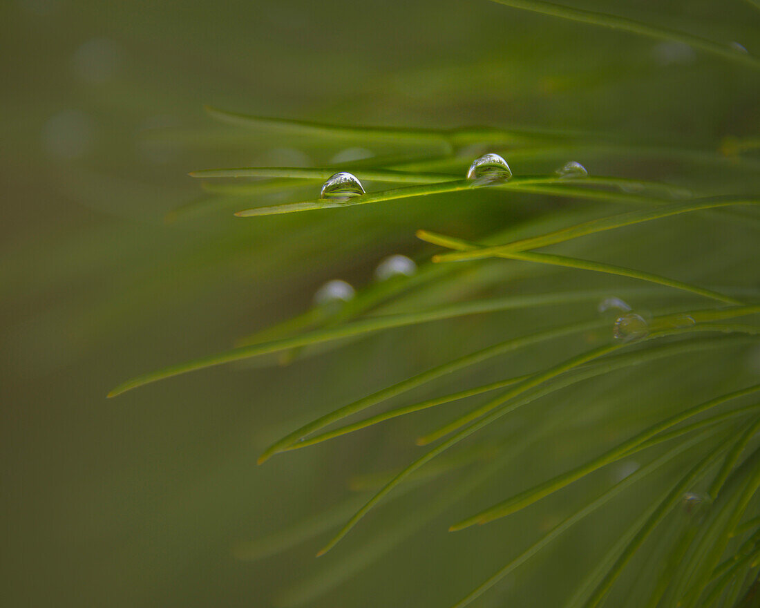 USA, New Jersey, Wharton State Forest. Close-up of dew on grass