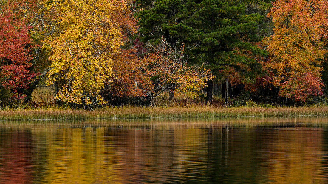 USA, New Jersey, Wharton State Forest. See und Wald im Herbst