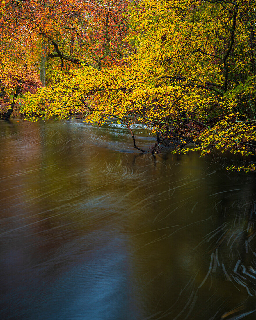 USA, New Jersey, Wharton State Forest. Fluss und Wald im Herbst