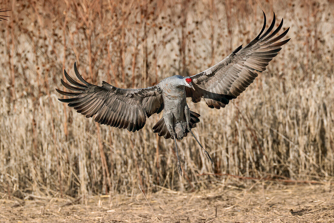 Landung eines Sandhügelkrans. Bosque del Apache National Wildlife Refuge, New Mexico