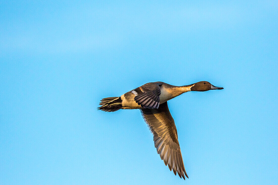 USA, New Mexico, Bosque Del Apache National Wildlife Refuge. Male pintail duck flying