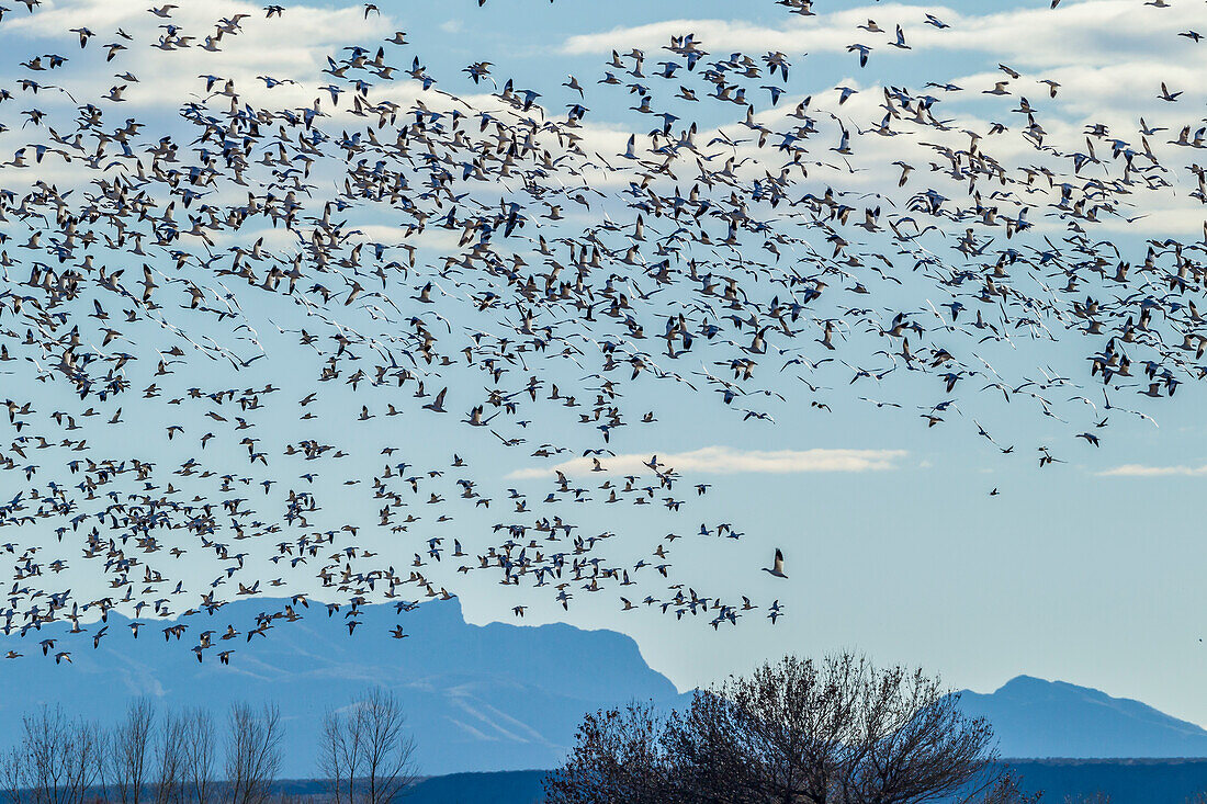 USA, New Mexico, Bosque del Apache Natural Wildlife Refuge (Naturschutzgebiet Bosque del Apache). Schneegänse im Flug