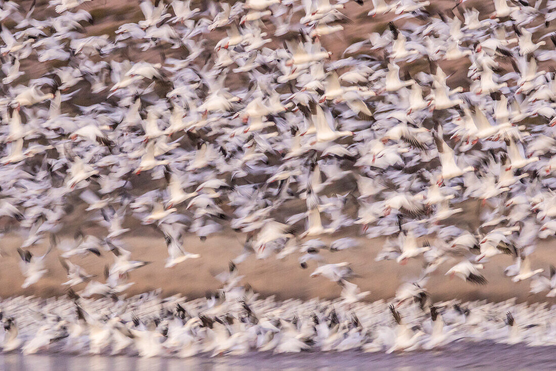 USA, New Mexico, Bosque del Apache Natural Wildlife Refuge. Blur of snow geese blastoff