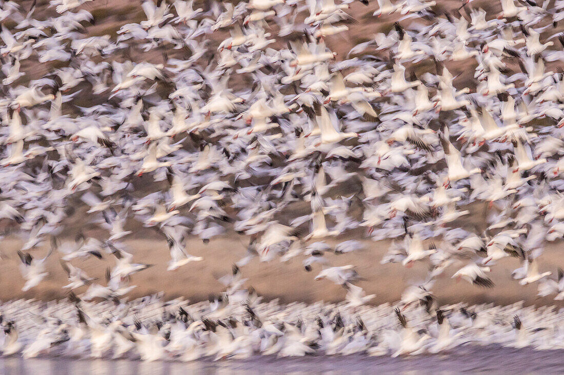 USA, New Mexico, Bosque del Apache Natural Wildlife Refuge (Naturschutzgebiet Bosque del Apache). Unschärfe von Schneegänsen beim Abflug