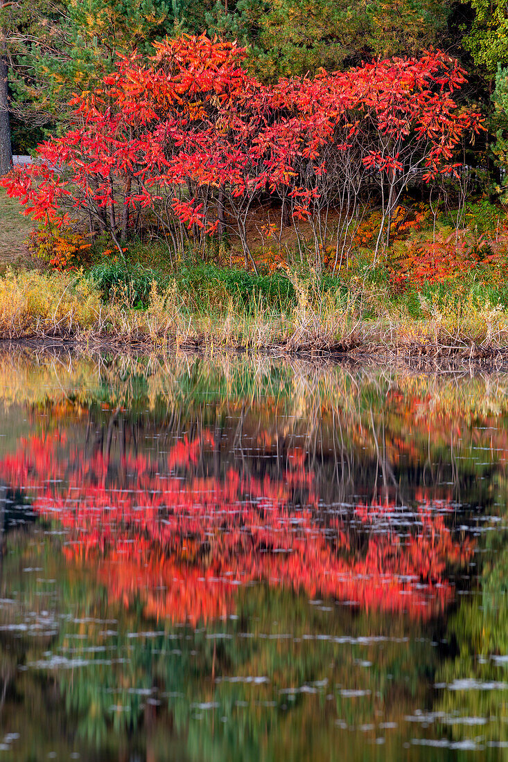 USA, Minnsota, Duluth, Herbstfärbung