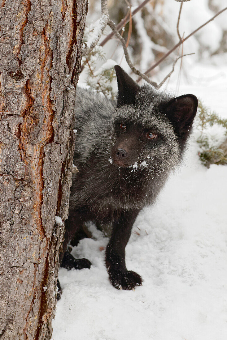 Silberfuchs - eine melanistische Form des Rotfuchses, Vulpes Vulpes. (In Gefangenschaft) Montana