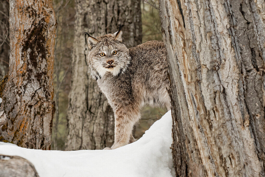 Kanadischer Luchs in Gefangenschaft oder Kanadischer Luchs im Winter, Montana. Luchs (Lynx canadensis), Felidae