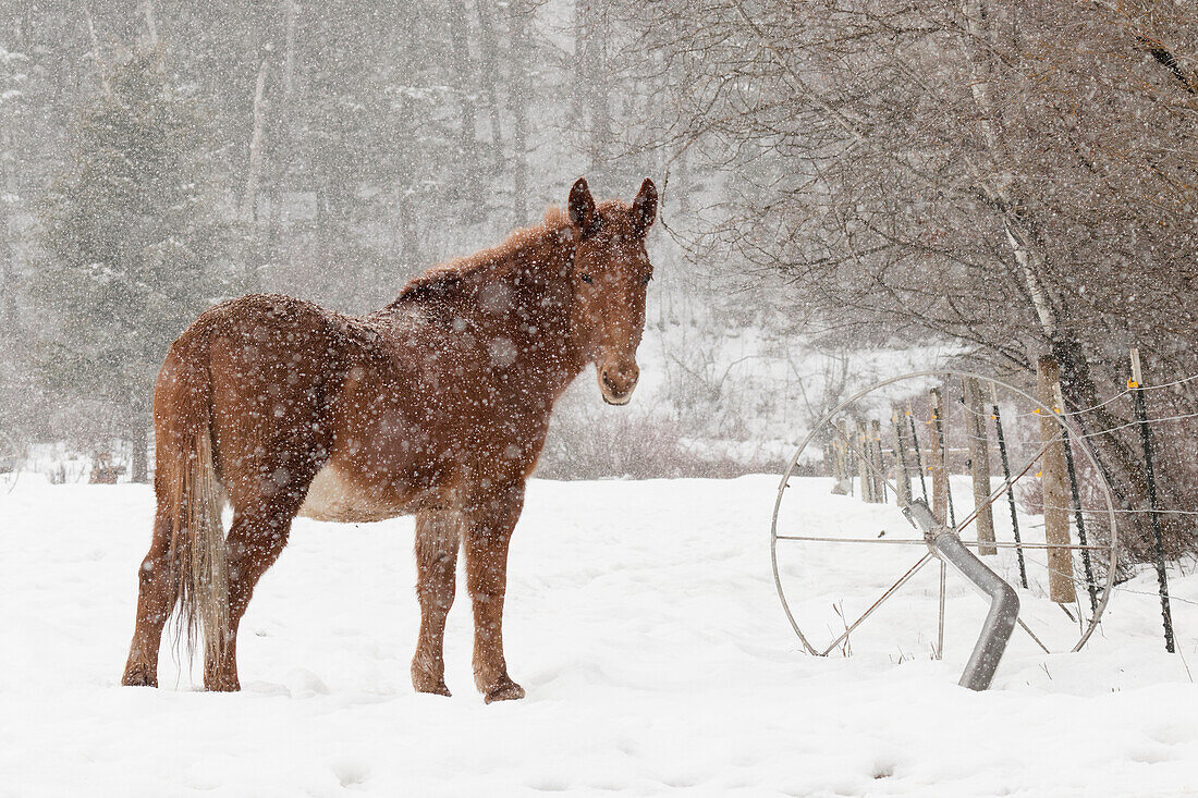 Mule and falling snow, Kalispell, Montana