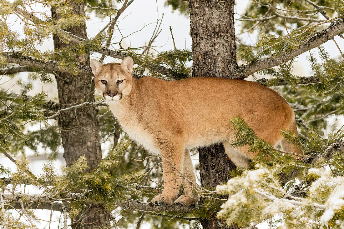 Mountain Lion in tree, (Captive) Montana. Puma Concolor