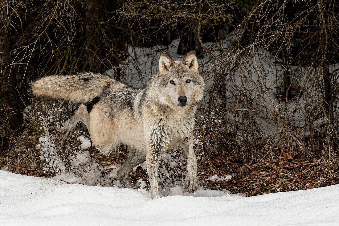 Grauer Wolf oder Timberwolf beim Markieren des Territoriums im Winter, (in Gefangenschaft) Canis lupus, Montana