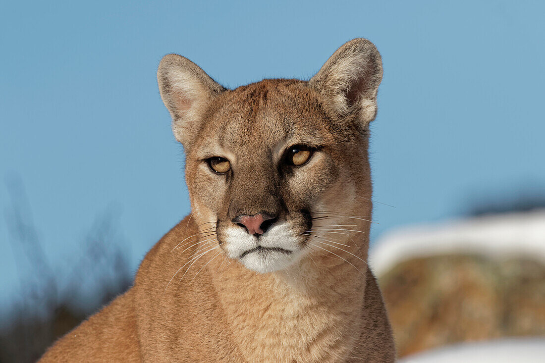 Berglöwe im Schnee, (in Gefangenschaft) Montana. Puma Concolor