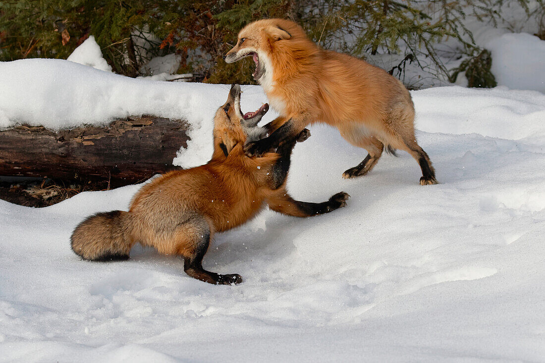 Kämpfende Rotfüchse im Winter, (in Gefangenschaft) Montana, Vulpes Vulpes