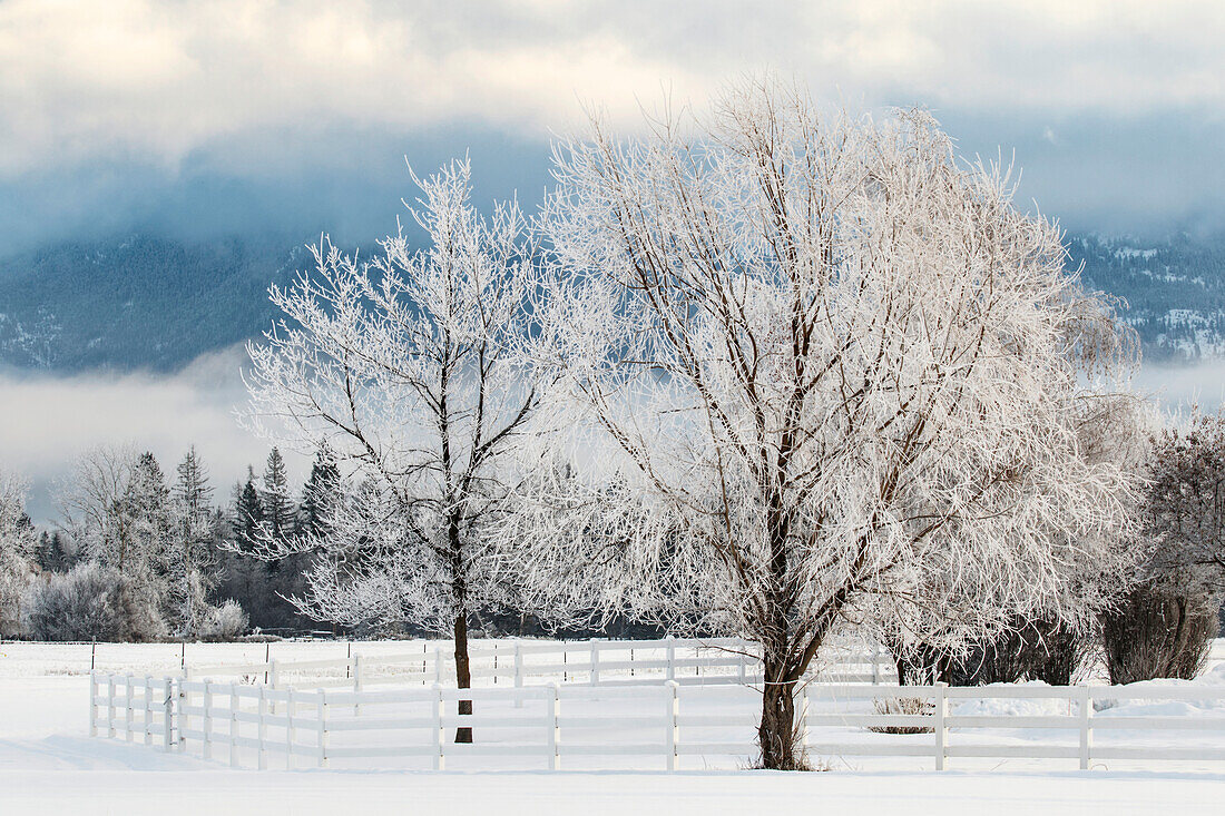 Starker Frost auf Bäumen, Kalispell, Montana