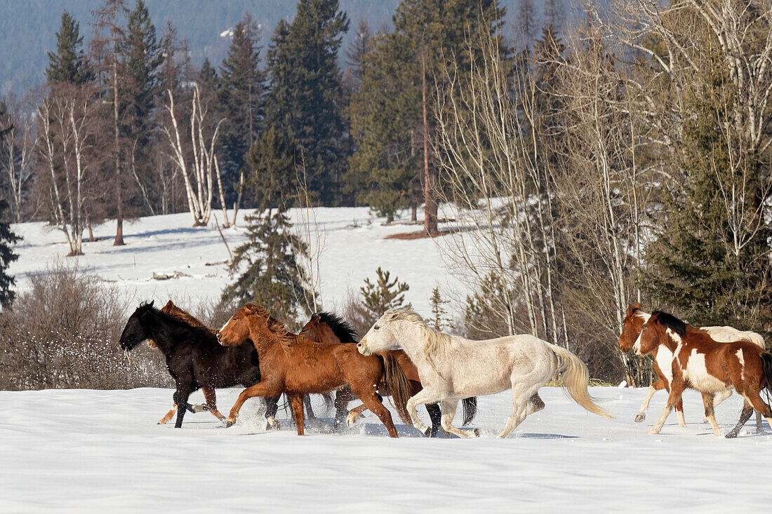 Horse roundup in winter, Kalispell, Montana, Equus ferus caballus