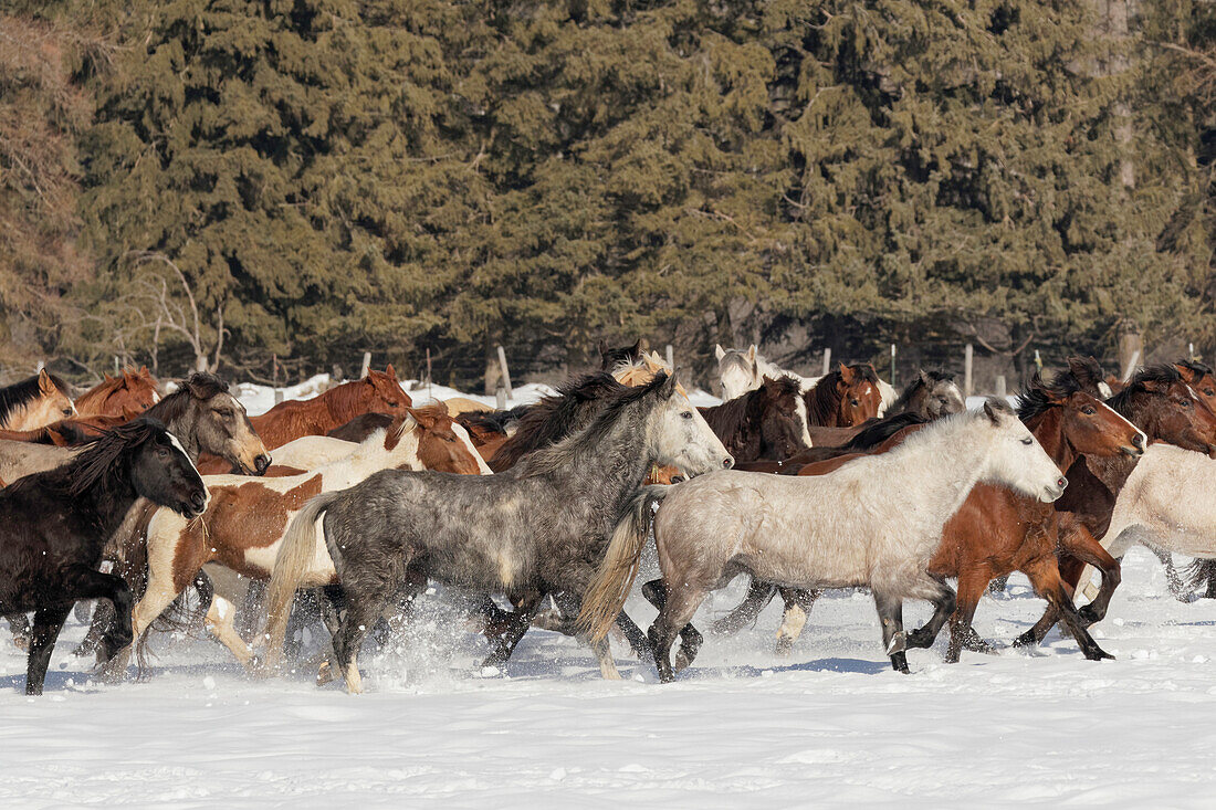 Pferdezusammenführung im Winter, Kalispell, Montana, Equus ferus caballus