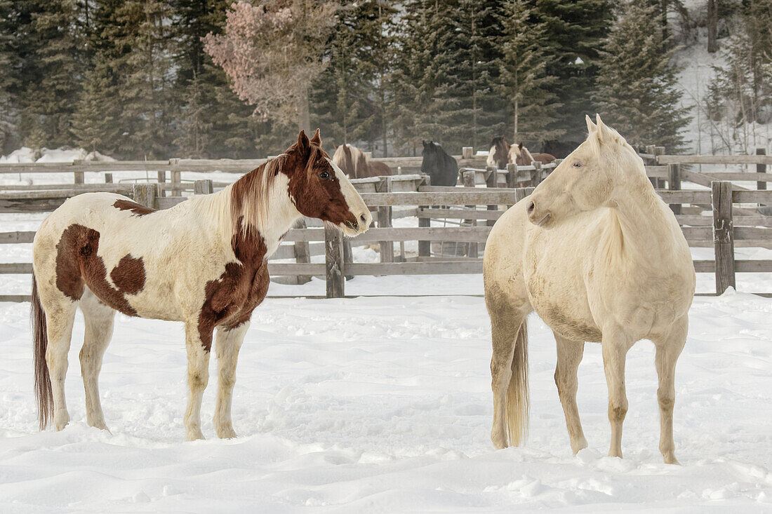 Zusammenführung von Pferden im Winter, Kalispell, Montana, Equus ferus caballus