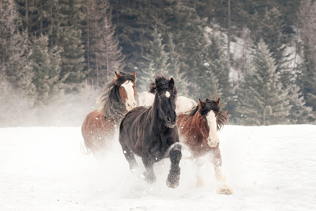 Belgisches Pferd im Winter, Kalispell, Montana. Equus ferus caballus