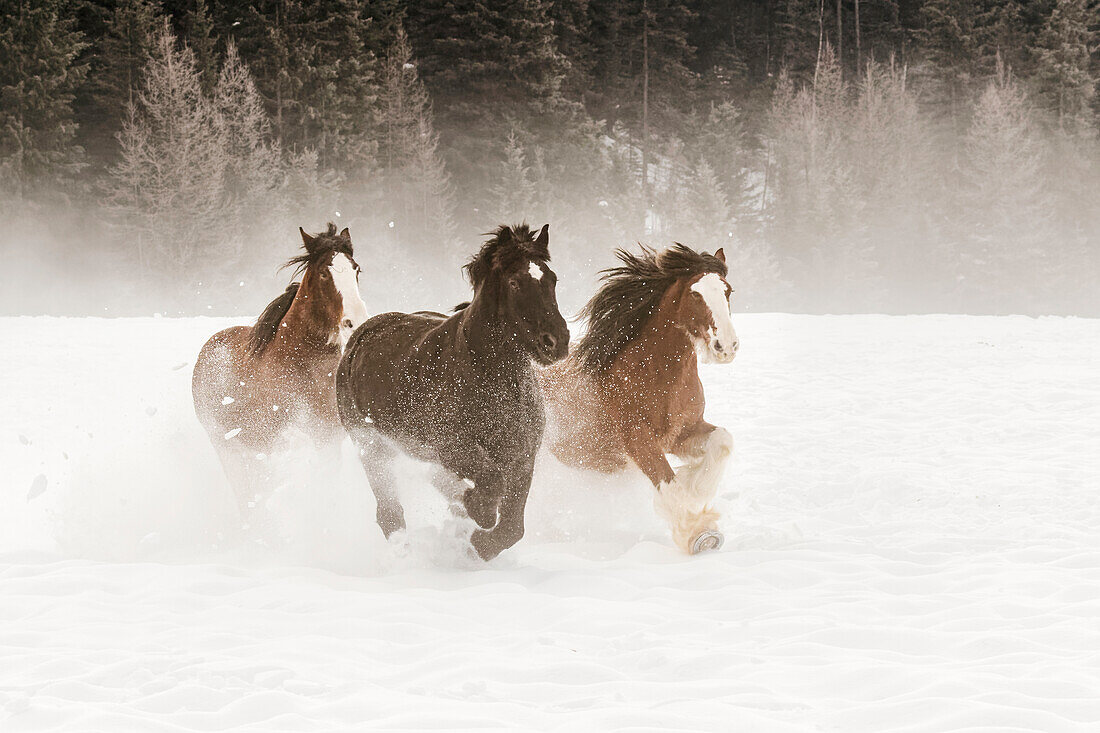 Belgisches Pferd im Winter, Kalispell, Montana. Equus ferus caballus